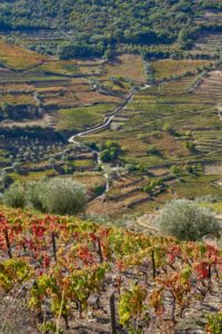 vineyards, Douro Valley, Portugal vineyards, Douro Valley, Portugal