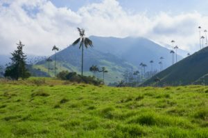 Ceroxylon quindiuense wax palms grow up to 60m in height, the tallest palm trees, protected species, national tree of Colombia, Valle de Cocora
Ceroxylon quindiuense wax palms grow up to 60m in height, the tallest palm trees, protected species, national tree of Colombia, Valle de Cocora