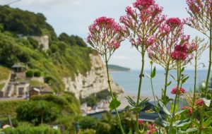 flowers, close-up, cliffs, Beer, Devon, UK, fishing village flowers, close-up, cliffs, Beer, Devon, UK, fishing village