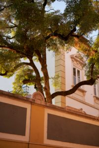 evening light strokes tree in mansion garden, Coimbra, Portugal evening light strokes tree in mansion garden, Coimbra, Portugal