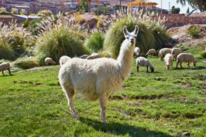 llama, sheep grazing, Caspana village, pre-Incan oasis, 3260m, river passing through, adobe houses surrounding steep gorge, rich green terraces planted with root vegetables, Chile llama, sheep grazing, Caspana village, pre-Incan oasis, 3260m, river passing through, adobe houses surrounding steep gorge, rich green terraces planted with root vegetables, Chile