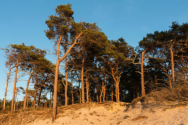 Bildagentur Mauritius Images Kiefernwald Und Sandstrand An Der Westkuste Der Halbinsel Fischland Darss Zingst Mecklenburg Deutschland Europa