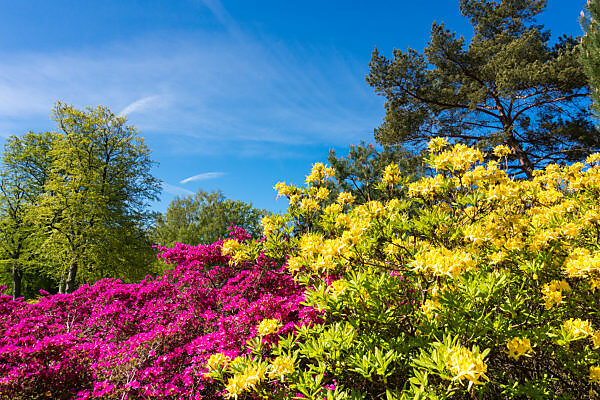 Bildagentur | mauritius images | Baltic spa Graal-Mritz, rhododendron  park, flowering shrubs