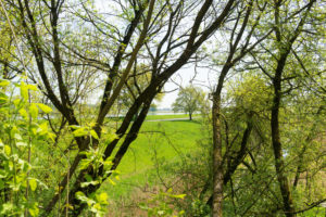 Oderbruch, Durchblick zum Deich Oderbruch, Durchblick zum Deich