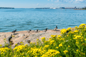 Helsinki, island Suomenlinna, archipelago, tansy and Canada geese Helsinki, island Suomenlinna, archipelago, tansy and Canada geese