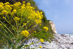 island of Rügen, Cape Arkona, cliff, beach, Bunias orientalis (turkish wartycabbage)