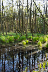 Baltic Sea, Western Pomerania Lagoon Area National Park, Darss forest, swamp forest Baltic Sea, Western Pomerania Lagoon Area National Park, Darss forest, swamp forest