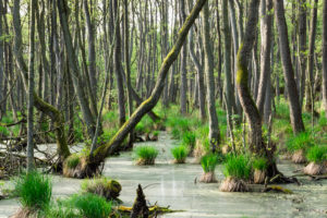 Baltic Sea, Western Pomerania Lagoon Area National Park, Darss forest, swamp forest Baltic Sea, Western Pomerania Lagoon Area National Park, Darss forest, swamp forest