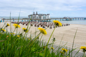island of Rügen, baltic resort Sellin, pier and beach chairs behind flowering dandelions island of Rügen, baltic resort Sellin, pier and beach chairs behind flowering dandelions