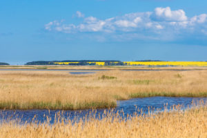 Ostsee, Zingst, Vorpommersche Boddenlandschaft Ostsee, Zingst, Vorpommersche Boddenlandschaft