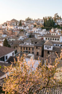 Granada (Spain), Mirador de la Churra, view to the Albaicin district, tree blossom Granada (Spain), Mirador de la Churra, view to the Albaicin district, tree blossom