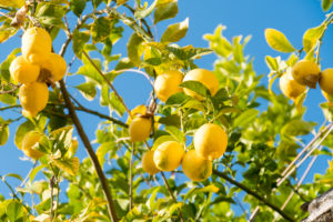 Spain, Granada, Albaicin, historic district, lemon trees Spain, Granada, Albaicin, historic district, lemon trees