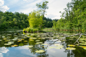 Mecklenburger Seenplatte, Drosedower Bek, Erlenbruch, Sumpfgebiet Mecklenburger Seenplatte, Drosedower Bek, Erlenbruch, Sumpfgebiet