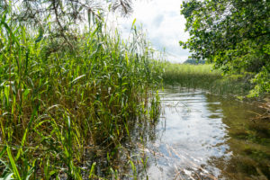 Mecklenburg, Labussee, im Schilf versteckte Badebucht Mecklenburg, Labussee, im Schilf versteckte Badebucht