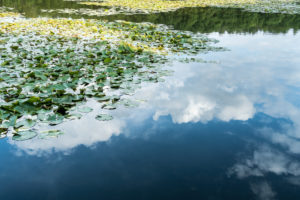 Mecklenburg Lake District, Kagarsee, water lilies, cloud reflection Mecklenburg Lake District, Kagarsee, water lilies, cloud reflection