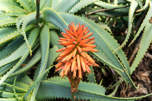 aloe vera king kaufen Aloe Vera King main image 0