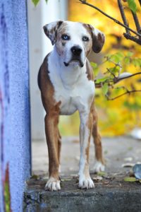 Bildagentur Mauritius Images One Year Old Jack Russel Dog With His Human Legs Both Without Clothes