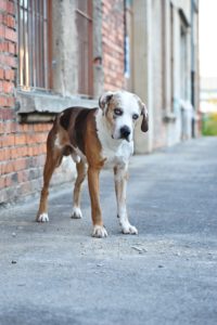 Bildagentur Mauritius Images Dog Labrador Swiss Mountain Dog Mongrel In The Red Moor Rhon Germany