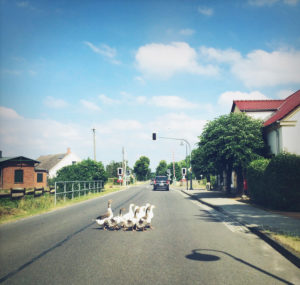 Brandenburg, Enten, Entenfamilie, Gänse, Strasse Brandenburg, Enten, Entenfamilie, Gänse, Strasse