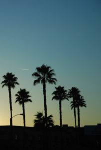 Palms, silhouette, nature, scenery, heaven, sundown Palms, silhouette, nature, scenery, heaven, sundown