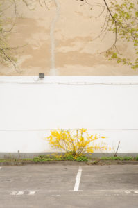 Hof, Parkplatz, Wand, Plätze, Forsythien Hof, Parkplatz, Wand, Plätze, Forsythien