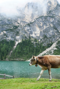 Kuh, Berge, Dolomiten, See, Natur, Landschaft, Tier Kuh, Berge, Dolomiten, See, Natur, Landschaft, Tier