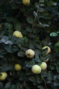 quince tree quince tree