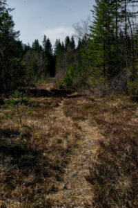 Wald Wald