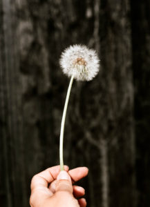 Hand hält Pusteblume Hand hält Pusteblume