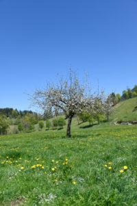 Apple tree in spring Apple tree in spring
