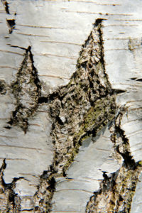 Birch trunk with white bark and typical cracks, Birch trunk with white bark and typical cracks,