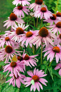 Summery flowerbed with purple coneflowers or Rudbeckia, Echinacea purpurea or Rudbeckia purpurea, variety Magnus Summery flowerbed with purple coneflowers or Rudbeckia, Echinacea purpurea or Rudbeckia purpurea, variety Magnus