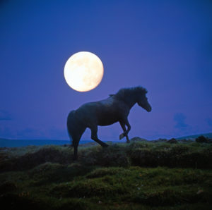Horse, paddock, full moon, Horse, paddock, full moon,