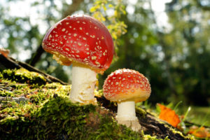 Toadstools on a glade in autumn mixed forest Toadstools on a glade in autumn mixed forest