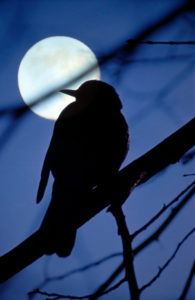 Full moon, branch, bird, silhouette, Full moon, branch, bird, silhouette,