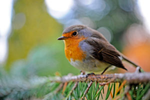 Redbreast sits in an Serbian spruce in the garden Redbreast sits in an Serbian spruce in the garden
