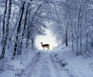 Female fallow deer in the winter coat on snow-covered forest way Female fallow deer in the winter coat on snow-covered forest way