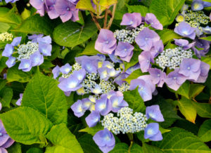 Blue blossoming hortensia, Hydrangea macrophylla, sort 'Blue Bonnet', Blue blossoming hortensia, Hydrangea macrophylla, sort 'Blue Bonnet',
