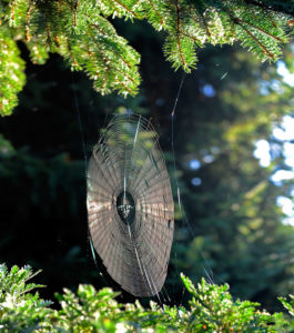 orb web of the cross spider for catching in the Indian summer orb web of the cross spider for catching in the Indian summer