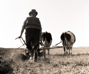 Farmer plows the field with cow or ox-drawn cart - a contemporary document of historical agriculture Farmer plows the field with cow or ox-drawn cart - a contemporary document of historical agriculture