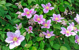 Flowering Clematis 'Piilu', also clematis, on a tree trunk as a climbing aid in the garden Flowering Clematis 'Piilu', also clematis, on a tree trunk as a climbing aid in the garden