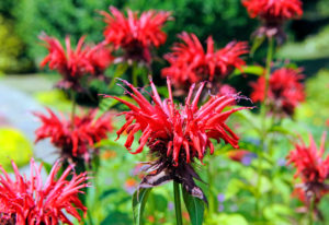 Wild bergamot Monarda Fistulosa is an attractive bed and fragrant shrub from North America and blooms bright red from June to September and the foliage smells intensely. Wild bergamot Monarda Fistulosa is an attractive bed and fragrant shrub from North America and blooms bright red from June to September and the foliage smells intensely.