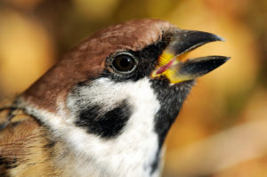 Portrait of tree sparrow, Passer montanus, sits in front of colorful autumn leaves of a climbing hydrangea in the garden, male and female are colored the same Portrait of tree sparrow, Passer montanus, sits in front of colorful autumn leaves of a climbing hydrangea in the garden, male and female are colored the same
