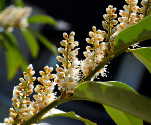 Blossoms of the cherry laurel Prunus laurocerasus, also laurel cherry, an attractive ornamental shrub in the garden and park Blossoms of the cherry laurel Prunus laurocerasus, also laurel cherry, an attractive ornamental shrub in the garden and park