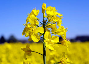 Rapeseed Brassica napus, one of the most important crop and energy crops, rape flower in close-up Rapeseed Brassica napus, one of the most important crop and energy crops, rape flower in close-up