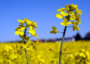 Rapeseed Brassica napus, one of the most important crop and energy crops, rape flower in close-up Rapeseed Brassica napus, one of the most important crop and energy crops, rape flower in close-up