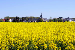 Rapeseed Brassica napus, one of the most important crop and energy crops, blooming rapeseed field, behind it the skyline of a Saechs village Rapeseed Brassica napus, one of the most important crop and energy crops, blooming rapeseed field, behind it the skyline of a Saechs village