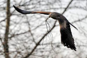 Red kite carries branches for nest building to the nest Red kite carries branches for nest building to the nest