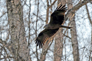 Red kite in search flight over its territory. Red kite in search flight over its territory.