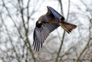 Red kite in search flight over its territory. Red kite in search flight over its territory.